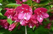 110518-beniutugi.jpg(7967 byte)