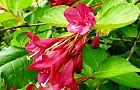 110518-beniutugi2.jpg(6572 byte)