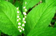 110518-hutarisizuka.jpg(6725 byte)