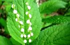 110518-hutarisizuka3.jpg(4800 byte)