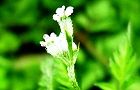 110518-yabujirami.jpg(4193 byte)