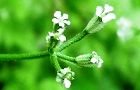 110518-yabujirami2.jpg(3907 byte)