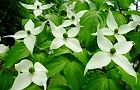 110518-yamabousi.jpg(6538 byte)