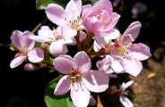 110519-benibana.jpg(7991 byte)