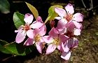 110519-benibana2.jpg(6078 byte)