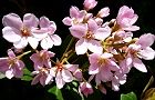 110519-benibana3.jpg(6770 byte)