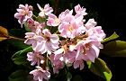 110519-benibana4.jpg(5854 byte)