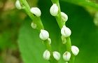 110519-hutari.jpg(3706 byte)