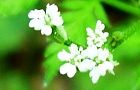 110519-yabujirami.jpg(4180 byte)