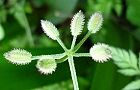 110520-yabujirami.jpg(4644 byte)