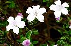 100520-hakuchoge.jpg(6151 byte)