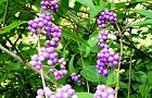 100917-murasaki.jpg(8018 byte)