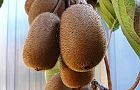 101205-kyuui.jpg(4869 byte)