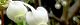 110417-doutan-s.jpg(1521 byte)