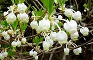 110417-doutan.jpg(11091 byte)