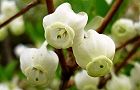 110417-doutan2.jpg(4621 byte)