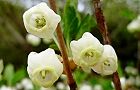 110417-doutan3.jpg(4924 byte)