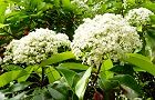 110430-benikaname3.jpg(7438 byte)
