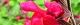 110516-cheriseiji-s.jpg(1532 byte)