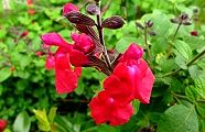110516-cheriseiji.jpg(9470 byte)