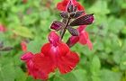 110516-cheriseiji3.jpg(4552 byte)