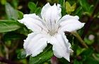 110516-hakucyoge.jpg(4959 byte)