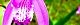 110516-siran-s.jpg(1674 byte)