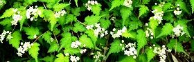 110518-kogomeutugi.jpg(13929 byte)