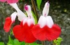 110521-cheri.jpg(4945 byte)