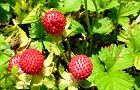 110521-hebiitigo.jpg(7452 byte)
