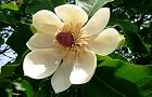 110521-hounoki.jpg(5657 byte)