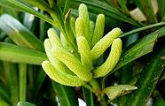 110521-inumaki.jpg(8558 byte)