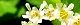 110521-kogomeutugi-s.jpg(1702 byte)