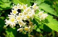 110521-kogomeutugi.jpg(9096 byte)