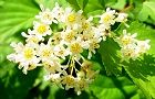 110521-kogomeutugi2.jpg(6353 byte)