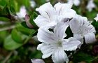 110522-hakucyoge2.jpg(5451 byte)