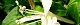 110522-suikazura-s.jpg(1765 byte)