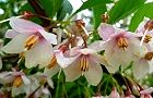 110524-egonoki.jpg(6336 byte)