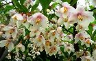 110524-egonoki2.jpg(7533 byte)