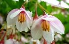 110524-egonoki3.jpg(5009 byte)