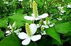 100612-dokudami.jpg(6527 byte)
