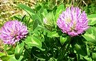 110504-akatume.jpg(7480 byte)
