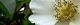 110504-naniwaba-s.jpg(1419 byte)