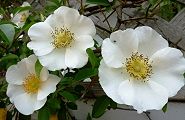 110504-naniwabara.jpg(8368 byte)