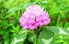 110513-akatume.jpg(5833 byte)