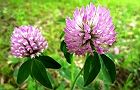 110513-akatume2.jpg(6131 byte)