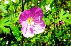 110514-yugesyo2.jpg(7650 byte)