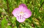110519-yugesyo.jpg(5339 byte)