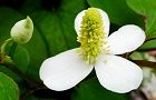 110530-dokudami.jpg(4542 byte)