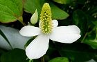 110530-dokudami2.jpg(4488 byte)